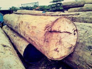 industri pengolahan kayu - bahan baku kayu