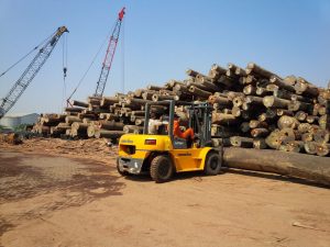 pemilihan kayu grand indo timber